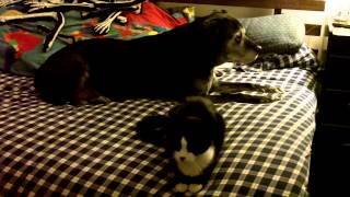 The World's Most Boring Animal Video