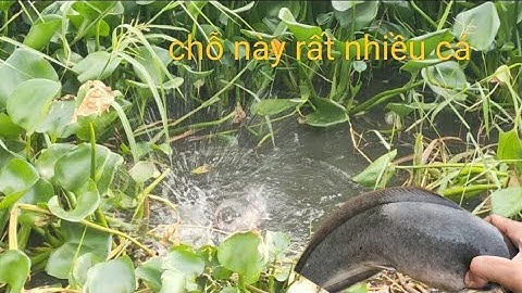 Tập 165 - Câu Cá Rô Đồng - Trúng Bày Cá Ở Dưới Đám Lục Bình Nhiều Cá Trê bự.