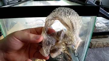 Rescued Ball Python First Perfect SHED! | How To Get A  Perfect Shed