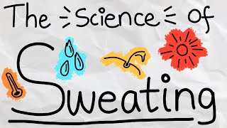Celebrity Why is Sweating Good For Us? Wealth