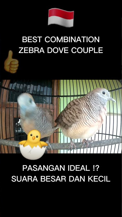 Pasangan Ideal ‼️ Perkutut Suara Besar dan Kutut Lokal Suara Kecil