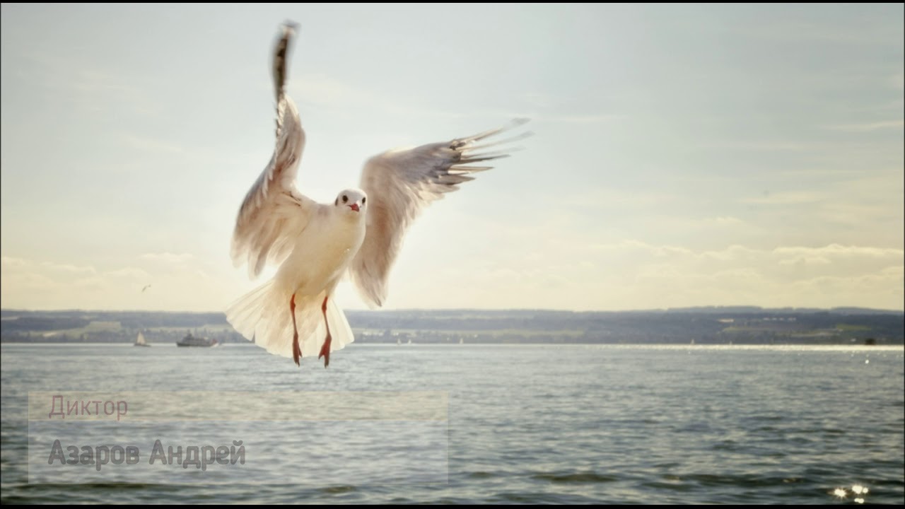 Чайка по имени Джонатан Ливингстон - Аудиокнига - YouTube