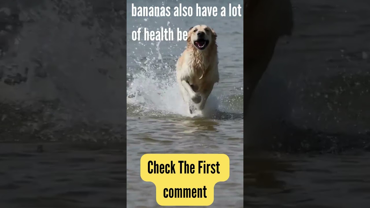 Can Dogs Eat Bananas? Here's Everything You Need to Know 