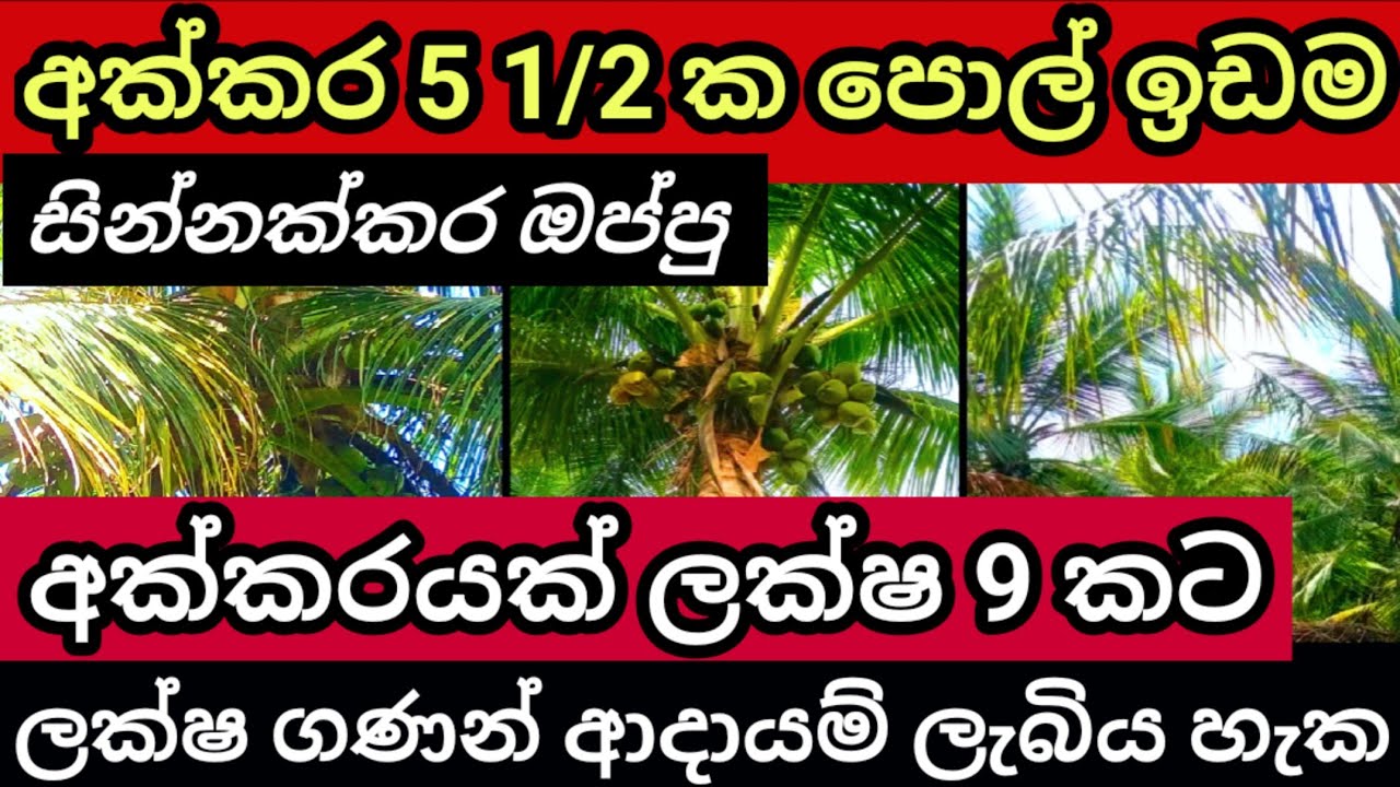 Coconut land for sale Pol idam Land for sale in sri lanka Agriculture land Aduwata idam