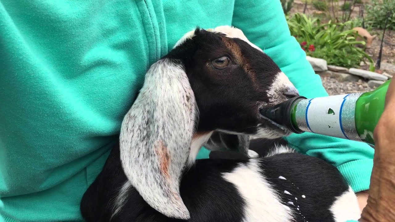 Nubian Goat Kid 2 Weeks Old Part 28 YouTube