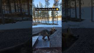 The Fox Ate my Tulip Bulb 🦊🌷