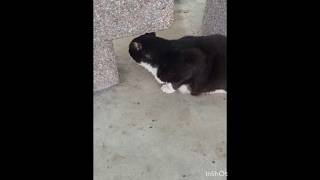 Meow Takut Orang #cat #Shorts