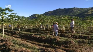 Fiji: Peer Control of Papaya Farms | Global 3000