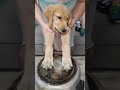 Golden Retriever can play the drums (so cute) 🤣
