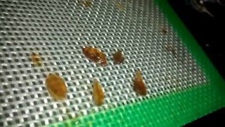 WIDOW MAKER DAB