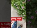 Pocket friendly flowers for your garden #periwinkle #youtubeshorts