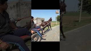 TARZAN KI TRAINING 🐴🔥 #horse #viral #shorts