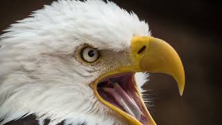 Bald Eagle In Indiana| Bald Eagle| Indiana Bald Eagle&Golden Eagle #baldeagle #americaneagle