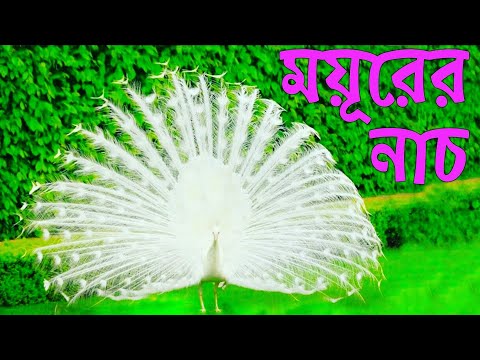 সবচেয়ে সুন্দর পাখি ময়ূরের বিভিন্ন জাত | moyurer nach ময়ুরের নাচ | রহস্য এবং Exclusive । moyur