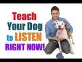 How to Get Your UNFOCUSED Dog to LISTEN to You RIGHT NOW!  ("Leave it"/"Look at Me" Combo)