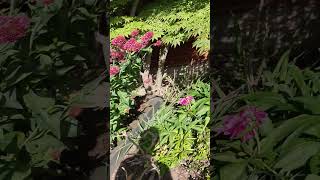 Garden Update in May