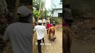 🐄 Eid Cow 2026 | Beautiful Qurbani Cow ❤️ #Shorts