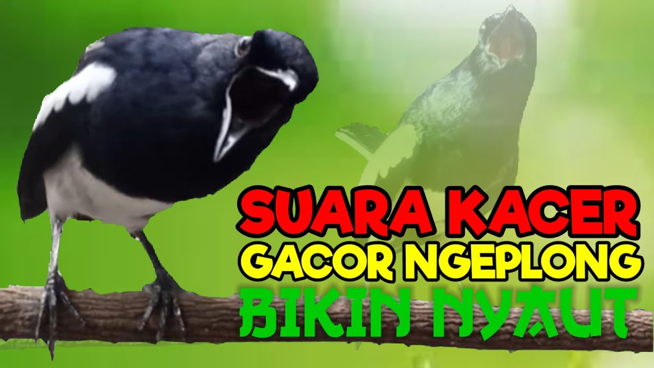 Suara kacer ngeplong, pancingan kacer, masteran kacer durasi panjang Berjam jam!