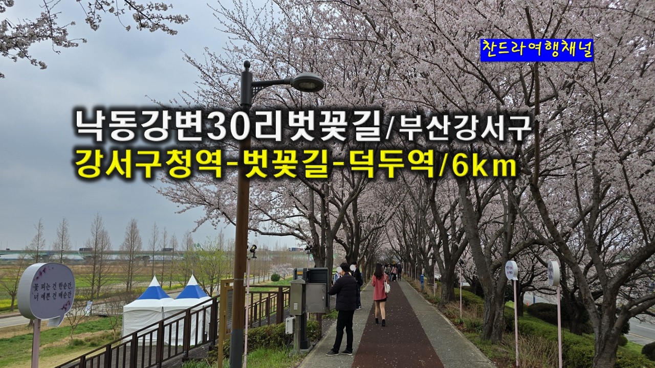 낙동강변30리벗꽃길/부산