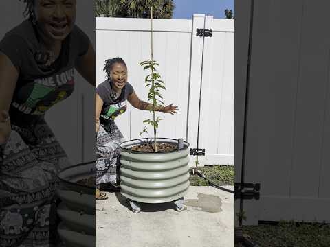 Planting my Soursop tree into my Vegogarden Self Watering 30 Gallon Planter
