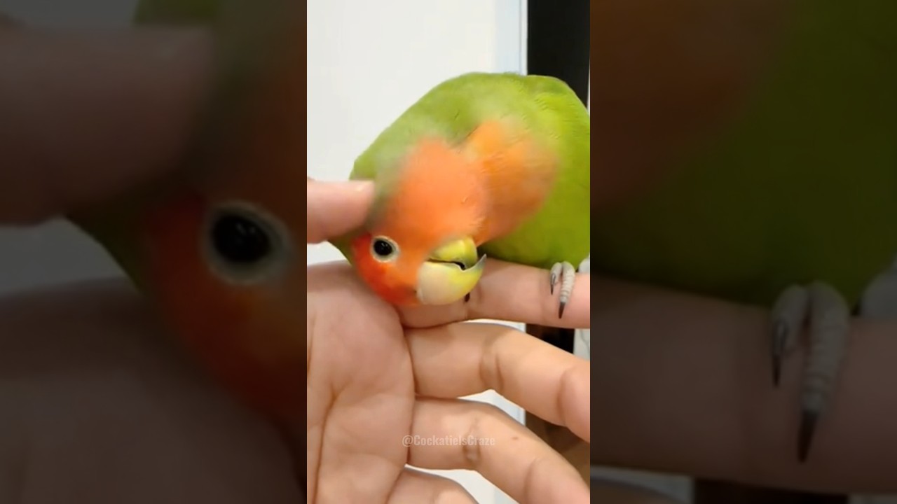 Adorable Love bird Max ❤️💚🦜🥰 