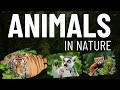 Animals | Nature | Animals in natural life | Amazona Jungle | jungle life | Janwar | Animal life |