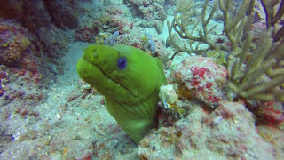 Scuba Diving on Juno Ledge - Loggerhead