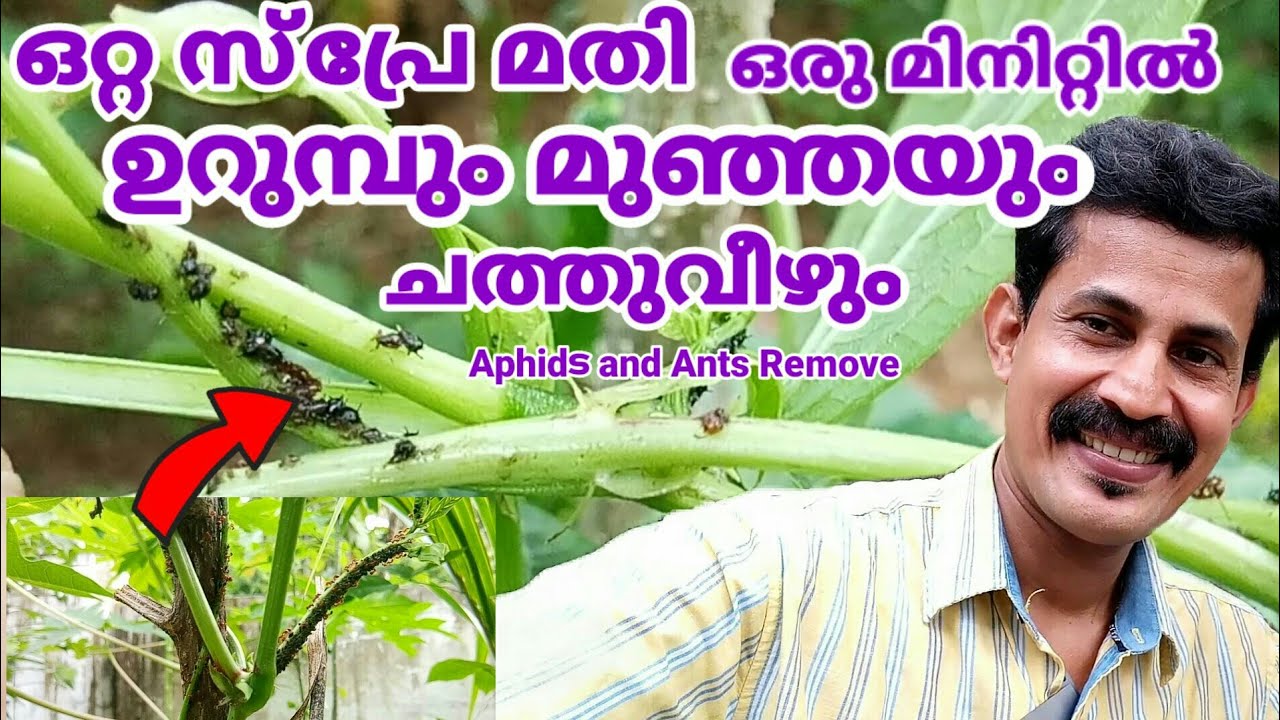Get rid of Aphids and ants in long beans/ഒറ്റ സ്പ്രേ മതി ഒരു മിനിറ്റിൽ ഉറുമ്പും മുഞ്ഞയും