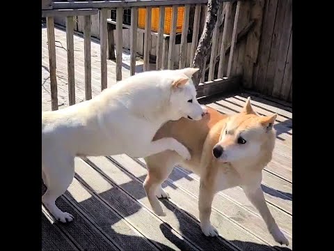 마법에서 풀려난 날 다시 남편 금동이와 만난 <strong>복실이</strong>, 집이 시끌벅적해졌어요.