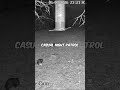 Casual Night Patrol