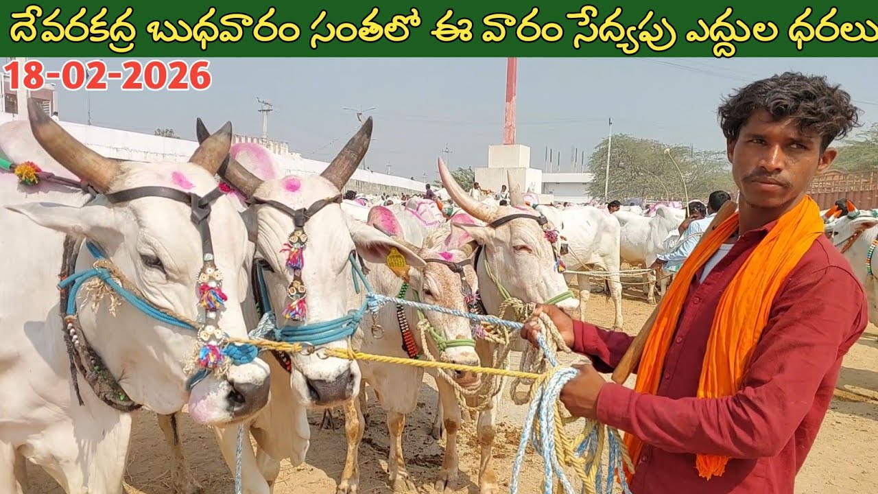 దేవరకద్ర బుధవారం సంతలో ఈ వారం సేద్యపు ఎద్దుల ధరలు | Devarakadra Bulls market in Telangana 