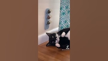 Cat Nip Balls❣️ ~ Funny Cat Video