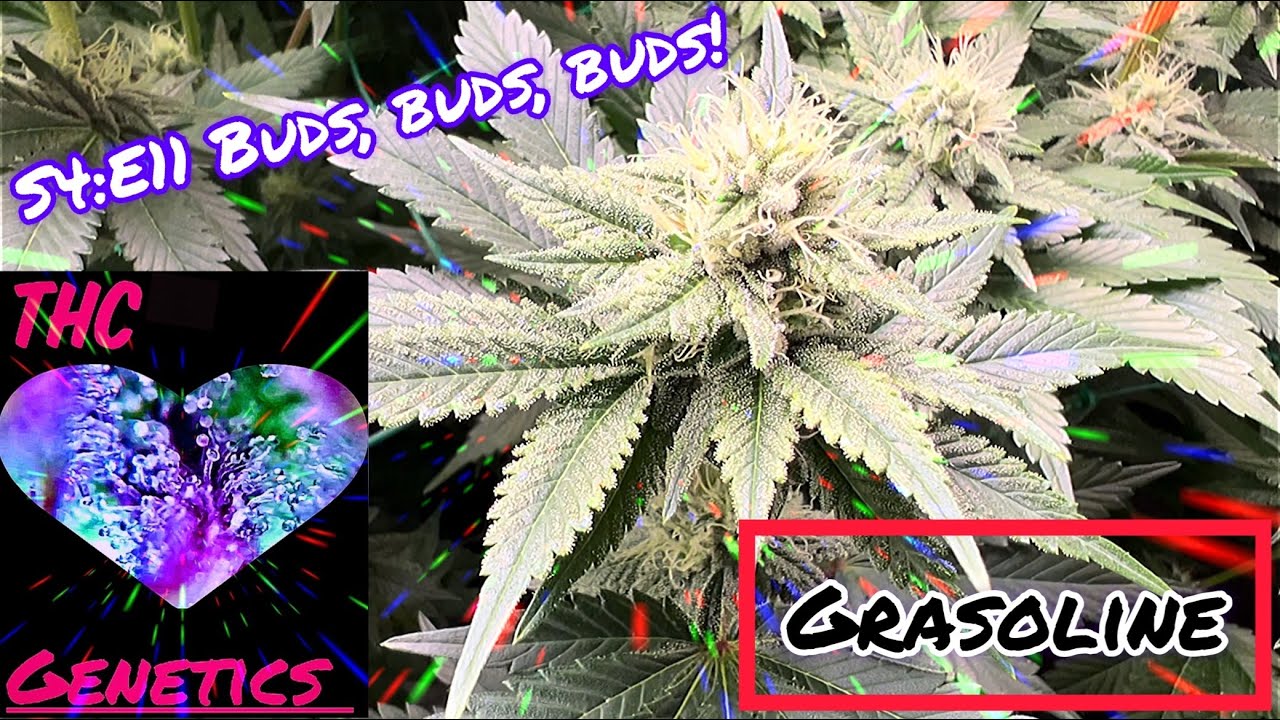 Seed to Harvest - Grasoline