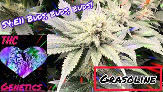 Seed to Harvest - Grasoline