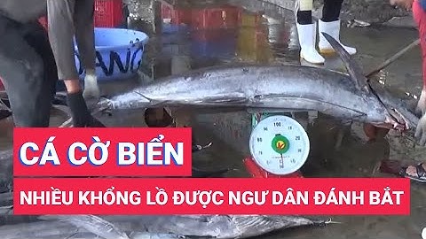 Ngư dân Khánh Hòa trúng luồng cá cờ biển khổng lồ