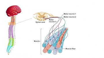 Neural Interfaces: Connecting Humans and Artificial Intelligence - Thomas Reardon (CTRL-Labs)