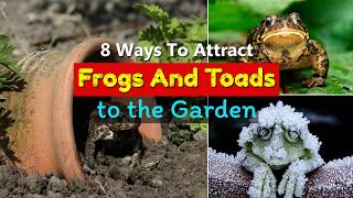 8 Ways To Attract Toads And Frogs To The Garden