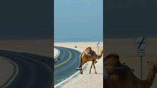 حيوانات تعيش لسنوات بدون طعام أو ماء! 😨🔥