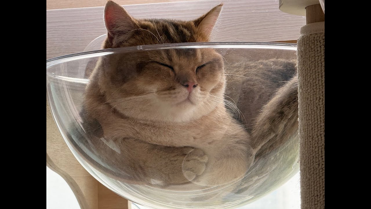 튀람 버려야하나....이선수로 바꿀까???(선수리뷰)