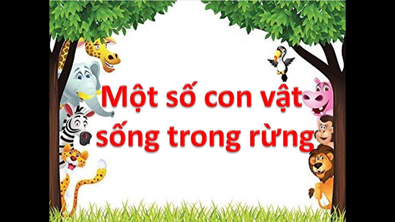 Khám phá một số con vật sống trong rừng- Thỏ nhí TV