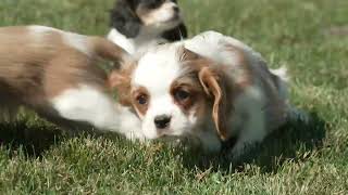 Daniel Miller's Cavalier Puppies