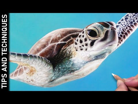 Sea Turtle pastel
