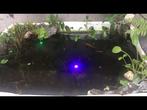 Video bể cá thùng xốp - youtube