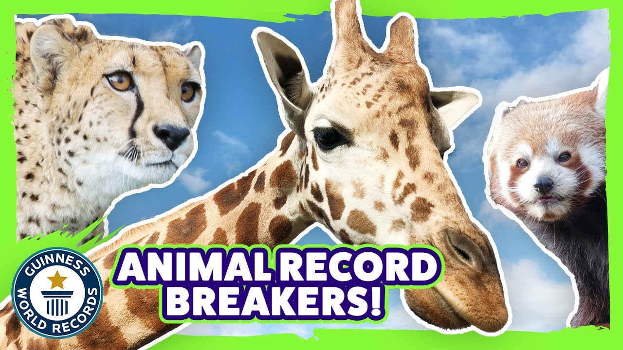 Animal records. Книга рекордов Гиннесса животные. World records animals. Guinness World records amazing animals.