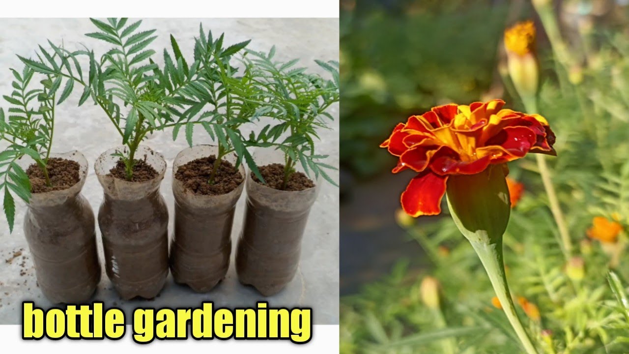 How to grow marigold plants in bottle Grow red marigolds from