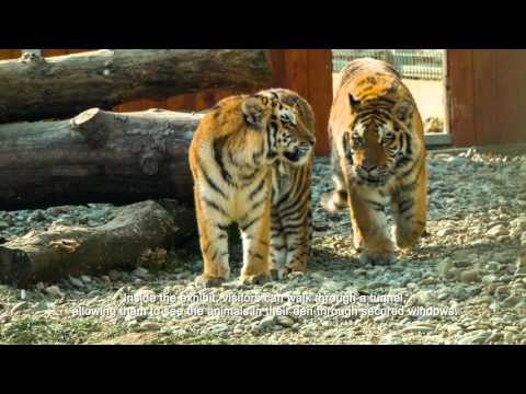 Video: Diferența Dintre Grădina Zoologică Din San Diego și Grădina Zoologică Din Toronto