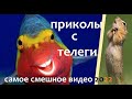 Приколы с телеги. Самые смешные видео ноябрь 2022