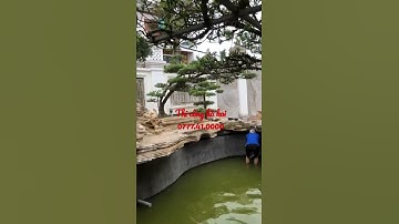 Thi công hồ koi đá cổ thạch