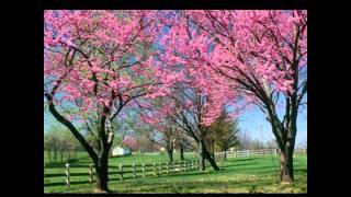 Watch Blue Rodeo Phaedras Meadow video