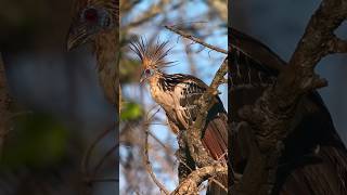 Hoatzin: el ave prehistórica del Amazonas